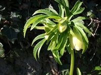 cantara piccole gole19022012 047